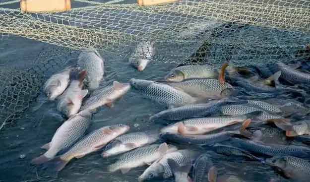 羅茨鼓91麻豆国产精品水產養殖鱖魚案例